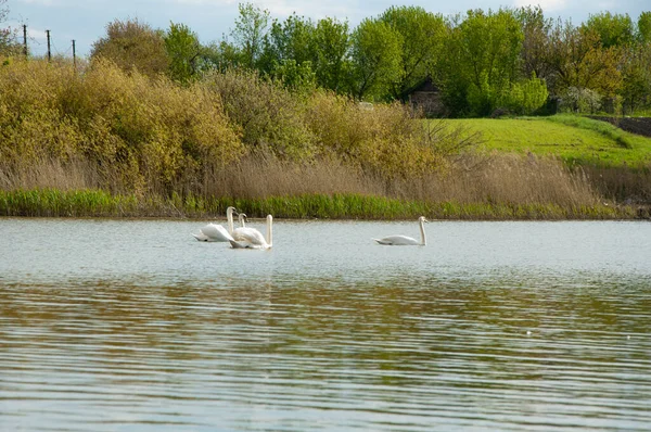 Four Beautiful White Swans Swim Lake Spring — Stock Photo, Image