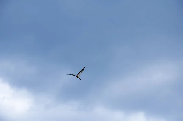 Birds fly against the blue sky and white clouds. Beautiful natural background.