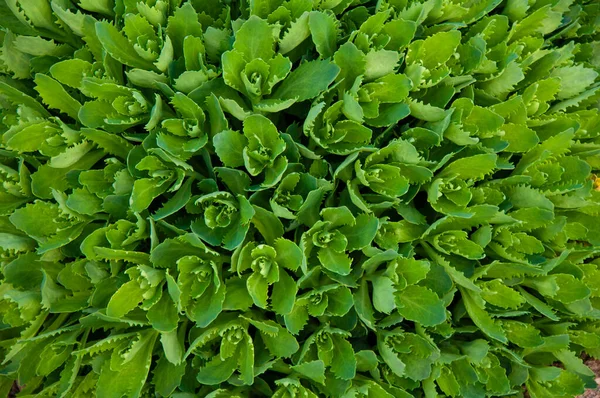 Bela Planta Verde Folhas Verdes Close Vista Superior — Fotografia de Stock