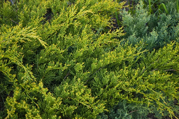 Lindo Rufia Verde Folhas Verdes Close Vista Superior — Fotografia de Stock