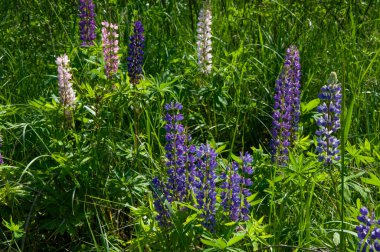 Güzel mor pembe kır çiçekleri güneşli bir yaz gününde