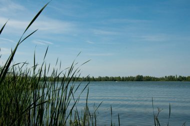 Bir yaz günü kıyıdan nehrin manzarası.