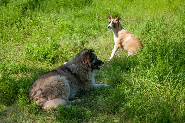 Dois Cães Grama Verde Dia Ensolarado Verão — Fotografia de Stock