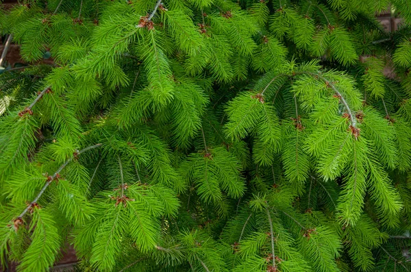 Schöne Leuchtend Grüne Fichtenzweige — Stockfoto