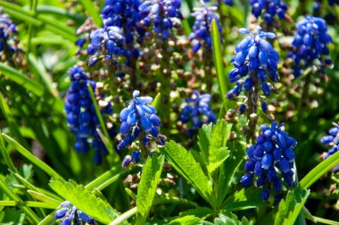 Güzel, küçük mavi çiçekler çimlerin üzerinde.