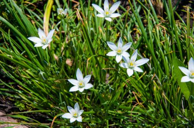 Çimlerin üzerinde küçük güzel beyaz çiçekler yakın plan