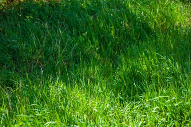 Uzun, yemyeşil çimenler. Çimen dokusu