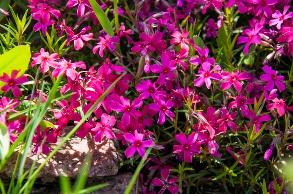 Hermosas Flores Pequeñas Color Rosa Púrpura Primer Plano — Foto de Stock