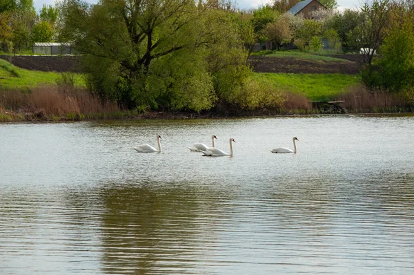 Vier Mooie Witte Zwanen Zwemmen Het Voorjaar Het Meer — Stockfoto