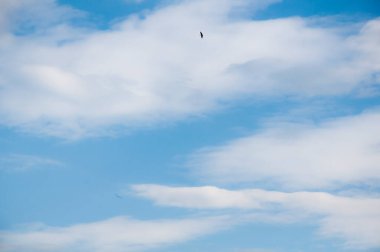 Kuşlar mavi gökyüzüne ve beyaz bulutlara karşı uçar. Güzel doğal arkaplan.