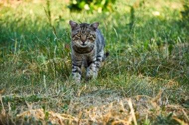 Güneşli bir öğleden sonra Tekir kedisi çimenlerde uzanıyor..