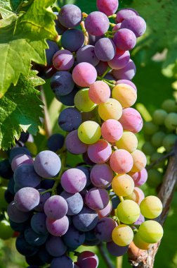 Bir dalda bir demet üzüm.