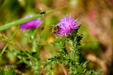 Pembe bir çiçeğin üzerindeki arı. Yaklaş.