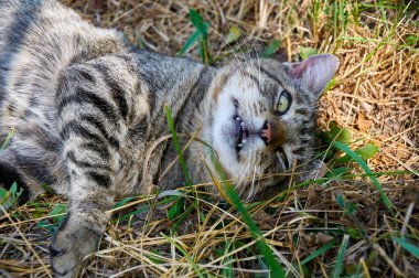 Kedi dinleniyor ve çimlerin üzerinde dinleniyor.
