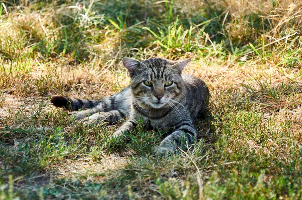 Γάτα Κείτεται Στο Γρασίδι Μια Ηλιόλουστη Φθινοπωρινή Μέρα — Φωτογραφία Αρχείου