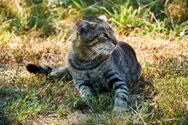 Cat Lies Grass Sunny Autumn Day — Stock Photo, Image