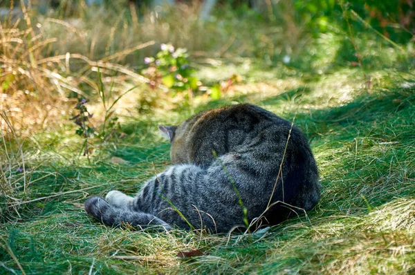 Γάτα Κείτεται Στο Γρασίδι Μια Ηλιόλουστη Φθινοπωρινή Μέρα — Φωτογραφία Αρχείου