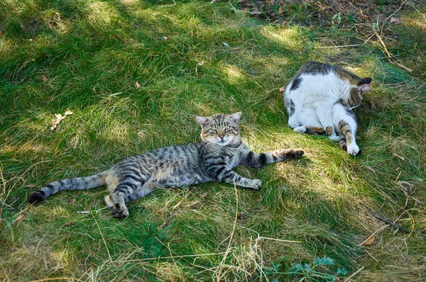 Two Cats Grass Sunny Autumn Day — Stock Photo, Image