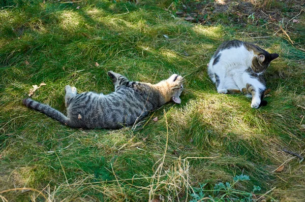 Две Кошки Траве Солнечный Осенний День — стоковое фото