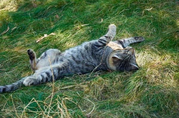 Tabby Γάτα Στο Γρασίδι Μια Ηλιόλουστη Μέρα Του Φθινοπώρου — Φωτογραφία Αρχείου