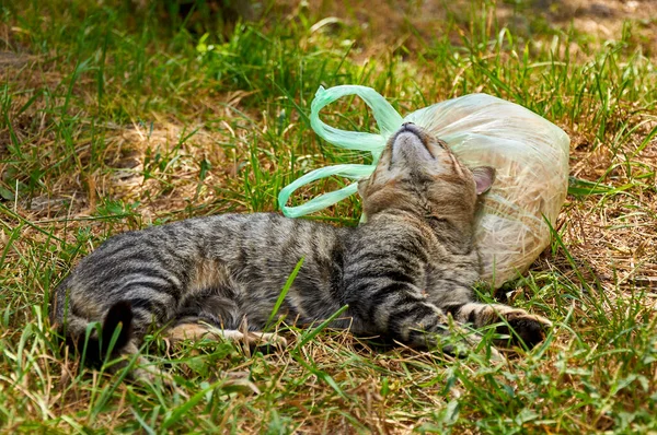 Katze Tobt Und Spielt Mit Spielzeug Gras — Stockfoto