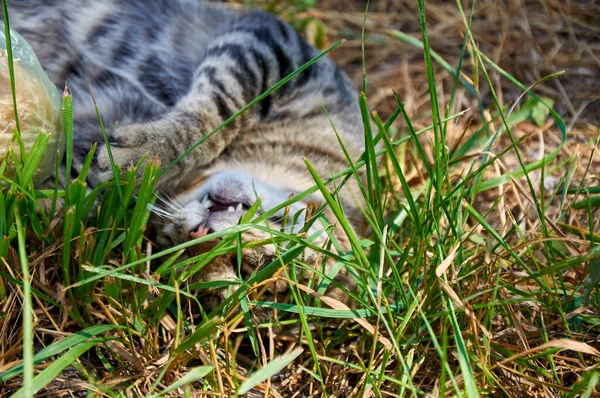 Gato Frolics Juega Con Juguete Hierba — Foto de Stock