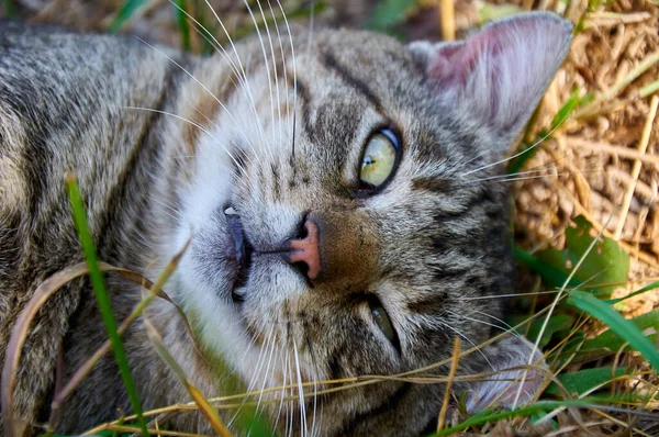 Gato Sonríe Descansa Yace Relajado Sobre Hierba — Foto de Stock