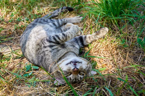 猫は笑顔で草の上に寝そべっている — ストック写真