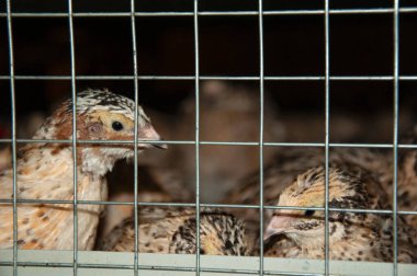 Kafeste beyaz bıldırcın. Bıldırcın Çiftliği