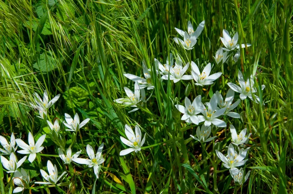 Hermosas Pequeñas Flores Blancas Primer Plano Hierba — Foto de Stock