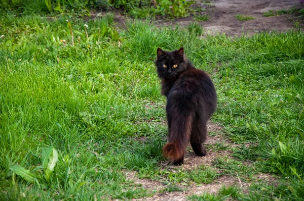 Чорний Кіт Обернувся Дивиться Камеру Кіт Ходить Стежці Зеленій Траві — стокове фото