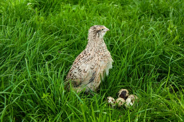 Güzel bıldırcın kuşu yeşil çimlerde.
