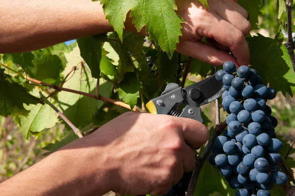 Adamın biri bir demet mavi üzüm kesiyor. Hasat.