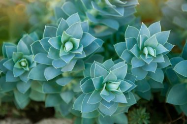 Simetrik desenli yeşil yapraklı güzel bir bitki. Echeveria