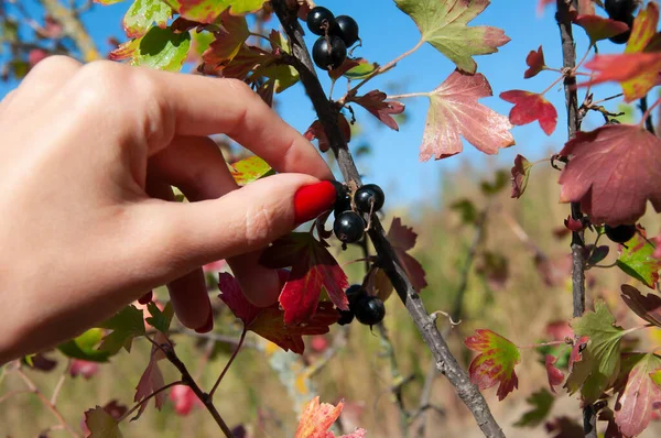 Mano Una Donna Raccoglie Una Bacca Ribes Cespuglio — Foto Stock