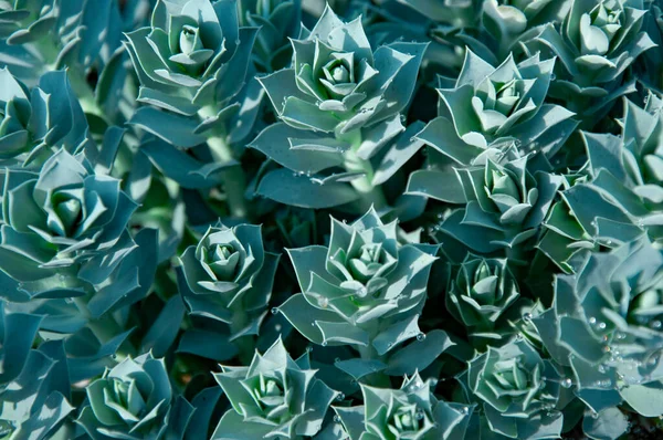 Hermosa Planta Con Hojas Verdes Con Patrón Geométrico Simétrico Echeveria —  Fotos de Stock