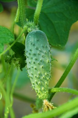 Genç Salatalık Sarmaşıkta Büyüyor