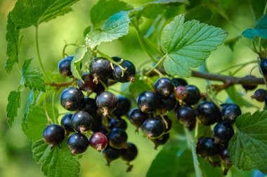 Bir Çalı üzerinde Olgun Kara Akıntı Kümesi