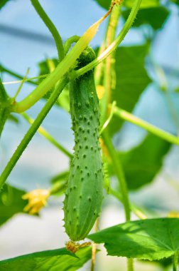 Genç bir salatalık bir serada sarmaşıkta büyüyor.