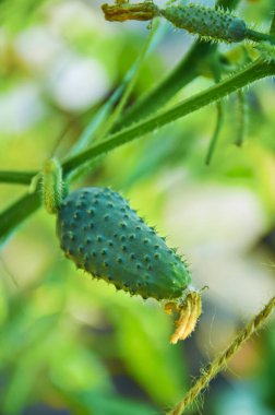 Sarmaşıkta büyüyen genç bir salatalık