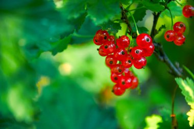 Çalılıklarda canlı kırmızı akıntı kümesi