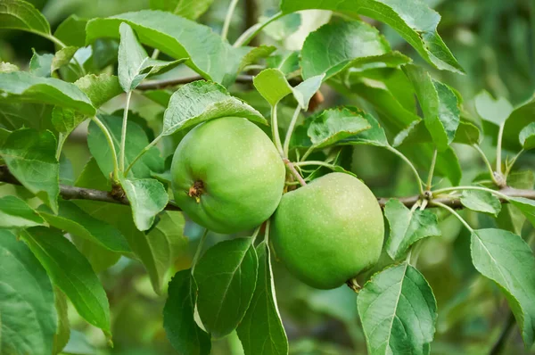 Yeşil Elmalar Bir Dalda Büyüyor