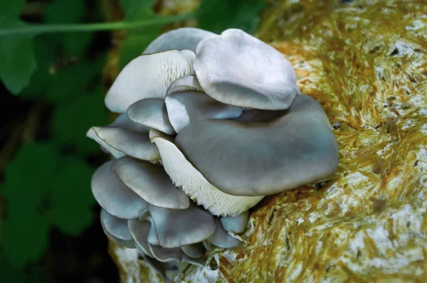 Kütüğün üzerinde taze istiridye mantarı kümesi