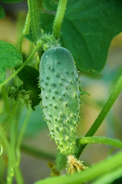 Genç Salatalık Sarmaşıkta Büyüyor