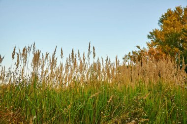 Arka planda sarı çimenler ve çiçekler. Sonbahar manzarası