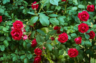 Large bush with many red roses close-up. Beautiful floral background.