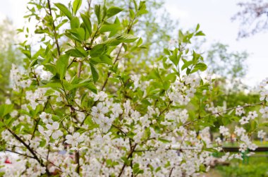 Kiraz çiçeği ağacı, bahar manzarası