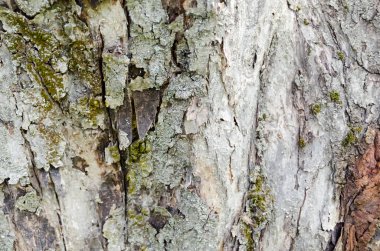 Ağaç kabuğu arka plan dokusu