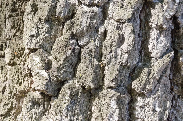 Patrón de fondo de textura de árbol de madera vieja — Foto de Stock