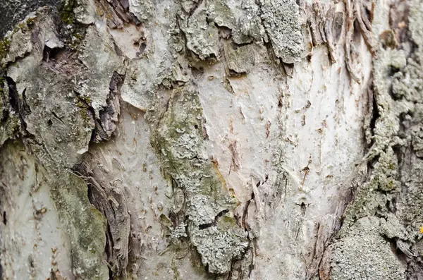 Baumrinde Hintergrund Textur — Stockfoto